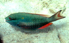 Redband Parrotfish