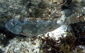 Redband Parrotfish