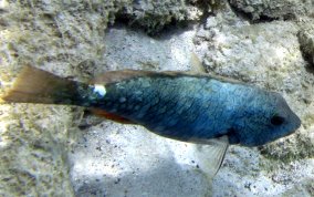 Redband Parrotfish