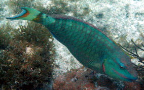 Stoplight Parrotfish