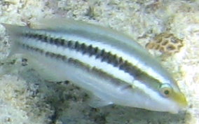 Striped Parrotfish - Scarus iserti