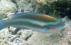 Striped Parrotfish - Scarus iserti