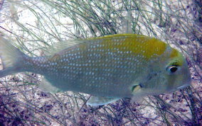 Sheepshead Porgy - Calamus penna