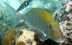Sheepshead Porgy - Calamus penna