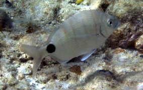 Spottail Pinfish