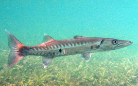 Great Barracuda - Sphyraena barracuda