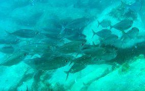 Bigeye Scad - Selar crumenophthalmus