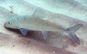 Bonefish - Albula vulpes