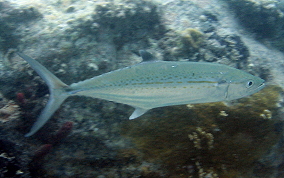 Cero Mackerel - Scomberomorus regalis 