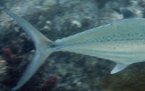 Cero Mackerel - Scomberomorus regalis 