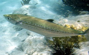 Cero Mackerel - Scomberomorus regalis 