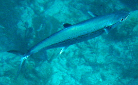 Cero Mackerel - Scomberomorus regalis 