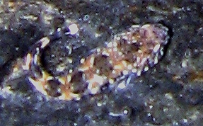 Long or Chevron Clingfish - Tomicodon