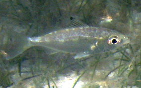Mottled Mojarra -  Eucinostomus lefroyi