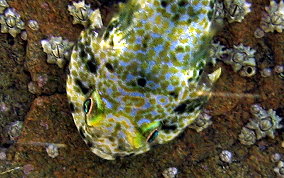 Padded Clingfish - Arcos nudus 
