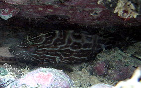 Black Grouper - Mycteroperca bonaci
