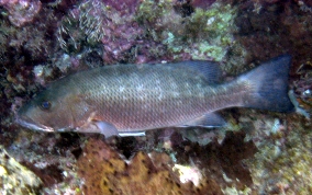 Cubera Snapper - Lutjanus cyanopterus