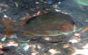 Dog Snapper - Lutjanus jocu