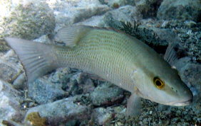Gray Snapper - Lutjanus griseus