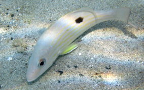 Lane Snapper - Lutjanus synagris