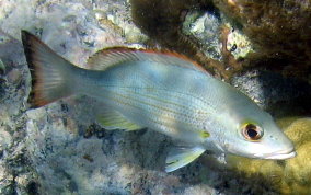 Mahogany Snapper - Lutjanus mahogoni