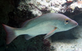 Mahogany Snapper - Lutjanus mahogoni