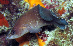 Greater Soapfish - Rypticus saponaceus