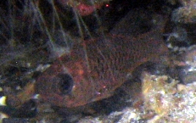 Dusky Cardinalfish - Phaeoptyx pigmentaria