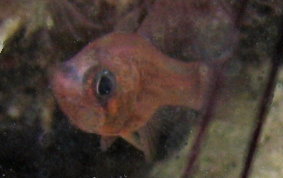 Sawcheek Cardinalfish