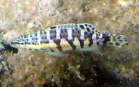 Harlequin Bass - Serranus tigrinus