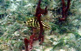 Nassau Grouper -  Epinephelus striatus