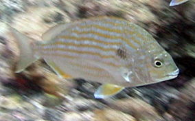 Sea Bream - Archosargus rhomboidalis 