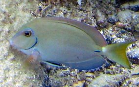 Ocean Surgeonfish - Acanthurus tractus