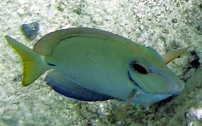 Ocean Surgeonfish - Acanthurus tractus