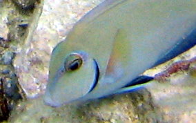 Ocean Surgeonfish - Acanthurus tractus