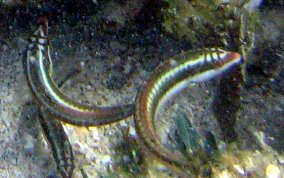 Clown Wrasse - Halichoeres maculipinna