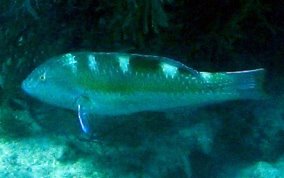 Puddingwife - Halichoeres radiatus