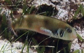 Rosy Razorfish - Xyrichtys martinicensis 