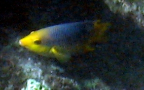 Spanish Hogfish - Bodianus rufus