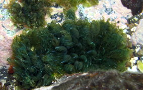 Bryopsis Plumosa Green Algae