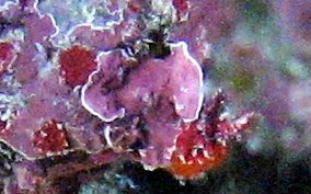 Crustose Coralline Algae - Phylum:Rhodophyta