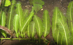 Feather Alga - Green Algae
