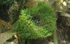 Flat-Top Bristle Brush - Green Algae