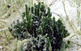 Green Jointed-Stalk Alga