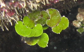 Hanging Vine-Green Algae