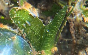 Mid-Rib Sea Grass - Halophila stipulacea INVASIVE