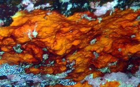 Orange Coralline Alga
