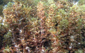 Sargassum Algae