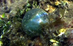 Sea Pearl - Ventricaria ventricosa