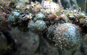 Sea Pearl - Ventricaria ventricosa